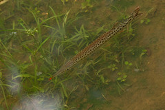 Boulengerella maculata