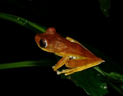 Boana calcarata