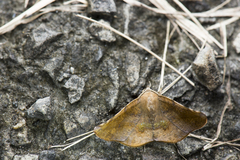 Garaeus apicata