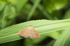 Hyalobathra