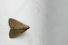 Simplicia cornicalis