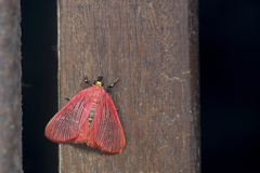 Arctioblepsis rubida