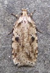 Agonopterix canadensis
