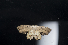 Dysaethria flavistriga