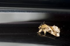 Callopistria phaeogona