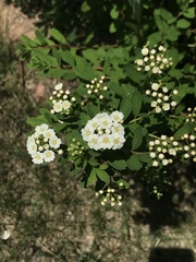 Spiraea × vanhouttei