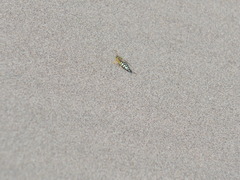 Trichostictia brunneri