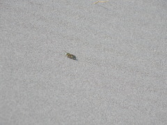 Trichostictia brunneri