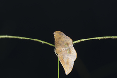 Garaeus apicata