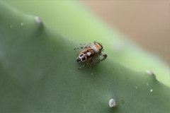 Phidippus arizonensis