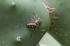 Phidippus arizonensis