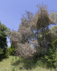 Phytophthora ramorum
