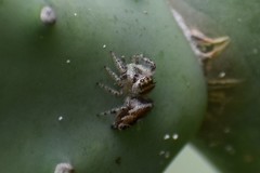 Phidippus arizonensis