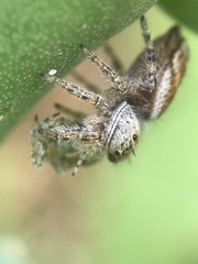 Phidippus arizonensis