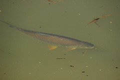 Prochilodus lineatus