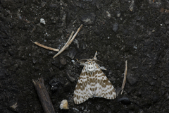 Lymantria mathura subpallida