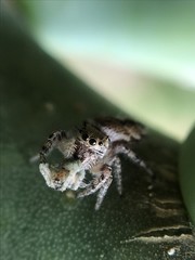 Phidippus putnami