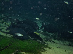 Piaractus mesopotamicus