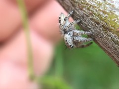 Phidippus putnami