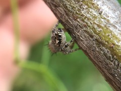 Phidippus putnami