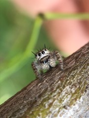 Phidippus putnami