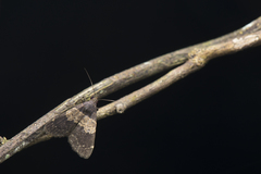 Hydrillodes nilgirialis