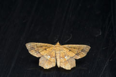 Entomopteryx combusta