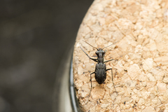 Cylindera kaleea