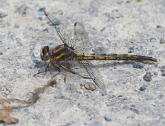 Phanogomphus spicatus