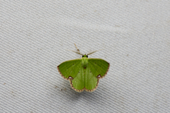 Comibaena procumbaria