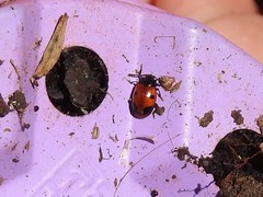 Endomychus biguttatus