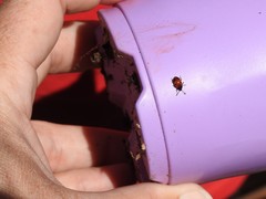 Endomychus biguttatus