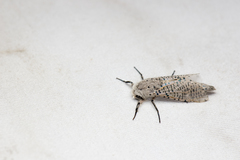 Polyphagozerra coffeae