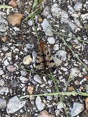 Mecoptera