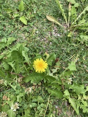 Taraxacum officinale