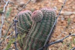 Echinocereus scopulorum pseudopectinatus