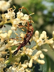 Strangalia virilis