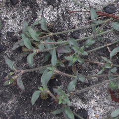 Opercularia hispida