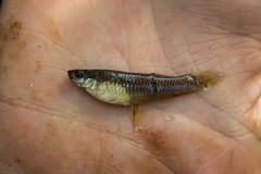 Phalloceros caudimaculatus