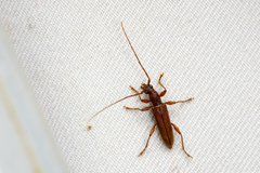 Ceresium sinicum sinicum