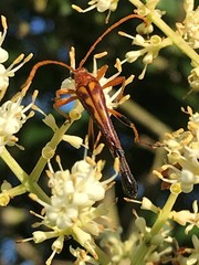 Strangalia virilis