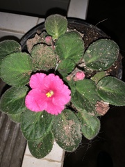 Streptocarpus ionanthus