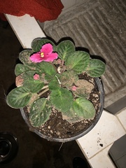 Streptocarpus ionanthus