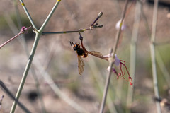 Pterocheilus