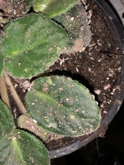 Streptocarpus ionanthus