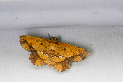 Entomopteryx combusta