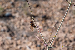 Pterocheilus
