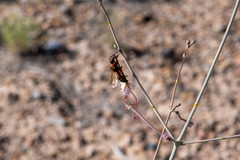 Pterocheilus