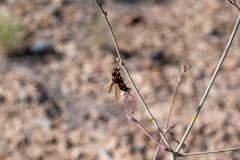 Pterocheilus