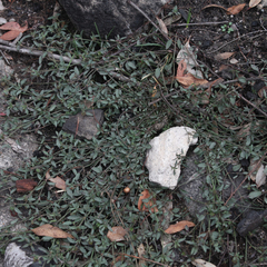 Opercularia hispida